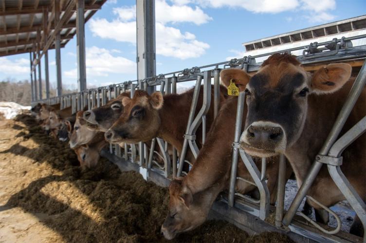 在主要研究的有机乳制品研究农场里，奶牛们看着镜头.