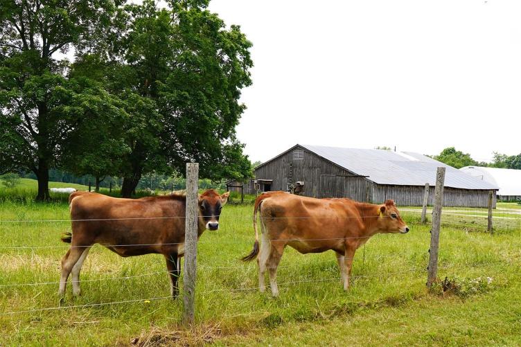 在主要研究的有机乳品研究农场，牧场上的奶牛.