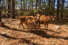 A small group of brown cows stand in a clearing in the woods.